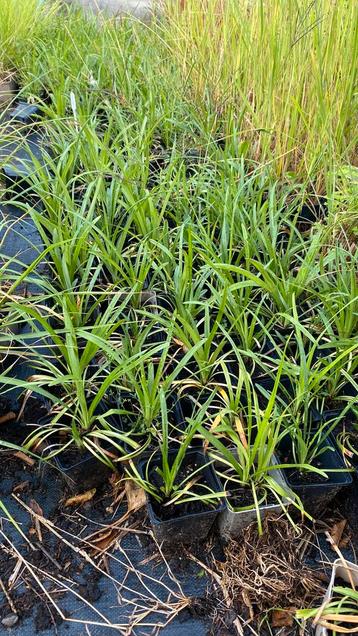 Liriope big blue beschikbaar voor biedingen