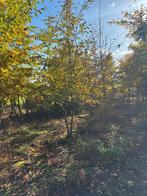 Meerstammige Carpinus betulus, Grillige struik, uit 1 plant