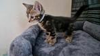 bengaalse kittens, speels sociaal en mooi, Dieren en Toebehoren, Katten en Kittens | Overige Katten, Meerdere dieren