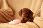 Choco&tan dwerg teckel pup, Dieren en Toebehoren, 8 tot 15 weken, Korthaar, Teef, Dwerg