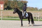 lieve en betrouwbare ruin, Dieren en Toebehoren, Paarden, Minder dan 160 cm, Gechipt, Ruin, Zadelmak