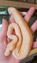 Koningspython- python regius- ballpython, Dieren en Toebehoren, Reptielen en Amfibieën, Slang, 0 tot 2 jaar