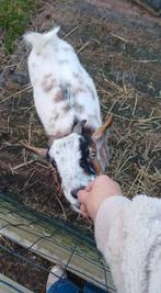 Dwerggeit, Dieren en Toebehoren, Vrouwelijk, Geit
