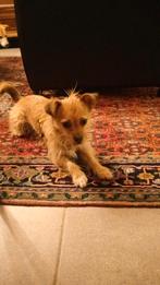 Molly zoekt een lieve oppas, Particuliere oppas