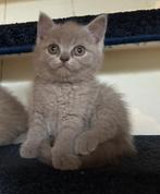 Super lieve Britse Korthaar vrouwtje ingeënt mag gelijk mee, Dieren en Toebehoren, Katten en Kittens | Raskatten | Langhaar, Poes