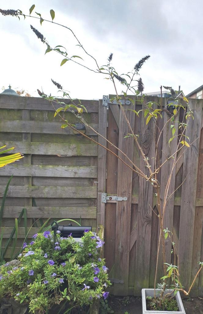 Vlinderstruik donkerpaars exclusief pot -Ophalen voor €5!, Tuin en Terras, Planten | Tuinplanten, Overige soorten, Volle zon, Ophalen