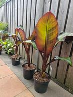 Bananenplant Ensete Maurelli, nu met korting!, Volle zon, Minder dan 100 cm, Zomer, Overige soorten