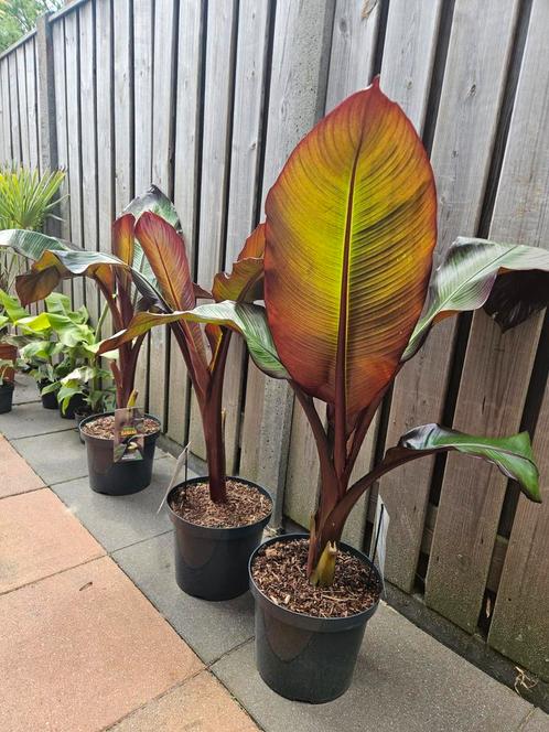 Bananenplant Ensete Maurelli, nu met korting!, Tuin en Terras, Planten | Bomen, Overige soorten, Minder dan 100 cm, Volle zon