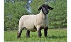 Gevraagd Suffolk dekram, Dieren en Toebehoren, Schapen, Geiten en Varkens