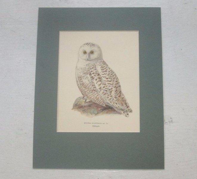 Grote chromolitho - Sneeuwuil - Nyctea Scandiaca - ca.1925, Antiek en Kunst, Kunst | Etsen en Gravures, Ophalen of Verzenden