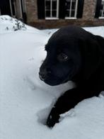Labrador pup zwart met stamboom., Reu, 8 tot 15 weken, Labrador retriever, Parvo