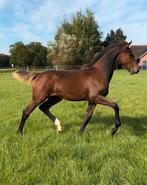 Interessante fokmerrie + nakomeling te koop, Dieren en Toebehoren, Paarden, Merrie, 165 tot 170 cm, Springpaard