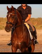 Te koop: MEGA knappe ruin., Dieren en Toebehoren, Paarden, Gechipt, Ruin, Dressuurpaard, L