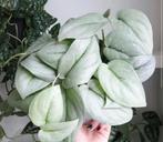 Scindapsus silver hero stekken, Huis en Inrichting, Kamerplanten, Ophalen of Verzenden, Halfschaduw, Minder dan 100 cm