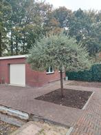 Te koop: prachtig mooie sierpeer !!, Ophalen, Bloeit niet, Volle zon, Overige soorten