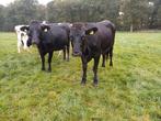 Te koop 2 mooie drachtige brown Swiss vaarzen, Vrouwelijk