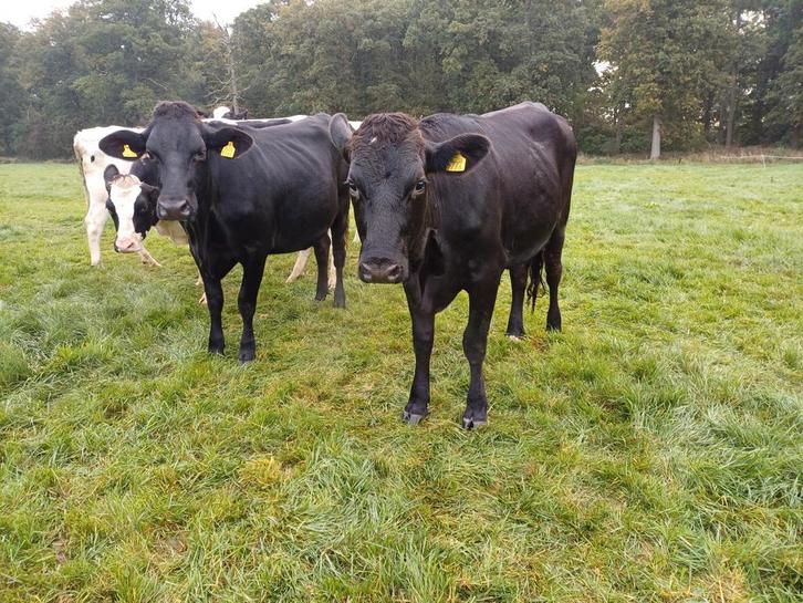 Te koop 2 mooie drachtige brown Swiss vaarzen, Dieren en Toebehoren, Runderen, Vrouwelijk
