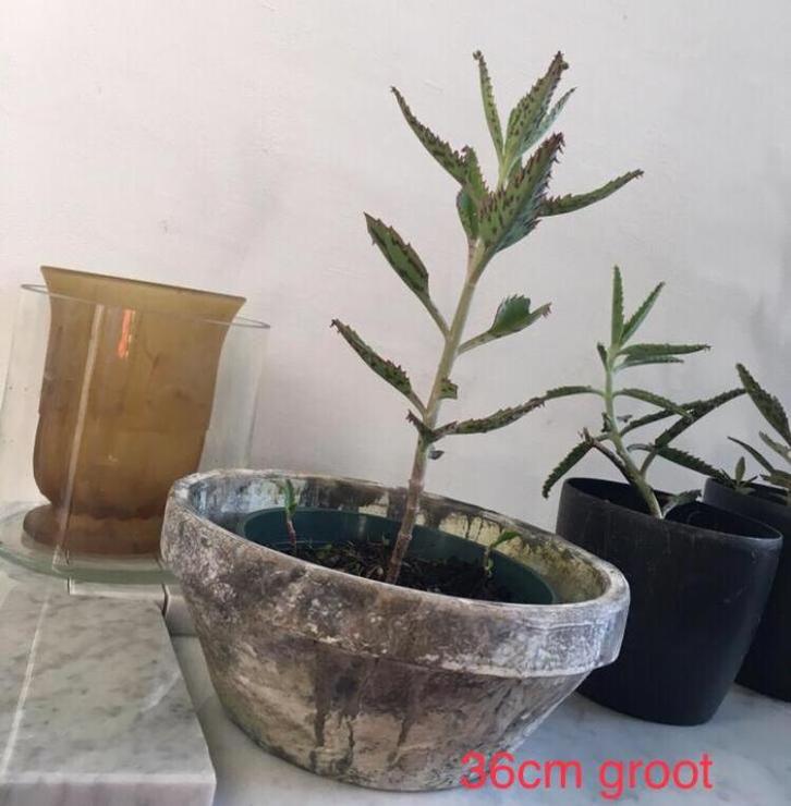 Vintage bloempotten diverse Uniek jaren ‘50 kwaliteit, Tuin en Terras, Bloempotten, Zo goed als nieuw, Terracotta, Binnen, Rond