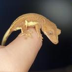 Correlophus Ciliatus Wimper gecko vermoedelijk man 1.0, Dieren en Toebehoren, Hagedis, 0 tot 2 jaar