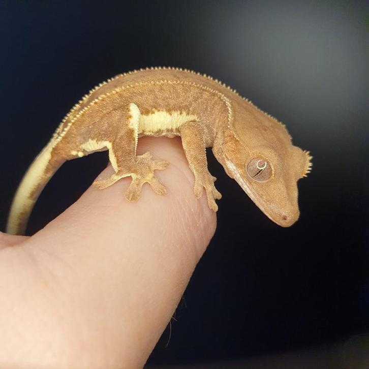 Correlophus Ciliatus Wimper gecko vermoedelijk man 1.0, Dieren en Toebehoren, Reptielen en Amfibieën, Hagedis, 0 tot 2 jaar