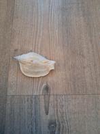 Mooie Zeeschelp ter Decoratie, Ophalen of Verzenden