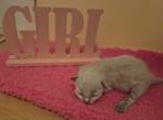 Onwijs knappe Ragdoll kittens te koop, Dieren en Toebehoren, Katten en Kittens | Raskatten | Langhaar, Ontwormd