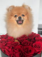 Boo bear bearface pomeranian pup mini pomeriaan FCI micro, Dieren en Toebehoren, Nederland, Rabiës (hondsdolheid), Reu, 8 tot 15 weken