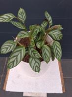 Calathea Oppenheimiana in pot, Ophalen, Overige soorten, Halfschaduw, In pot