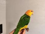 Caique 2 jaar oud, Dieren en Toebehoren, Mannelijk
