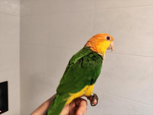 Caique 2 jaar oud, Dieren en Toebehoren, Vogels | Kanaries, Mannelijk