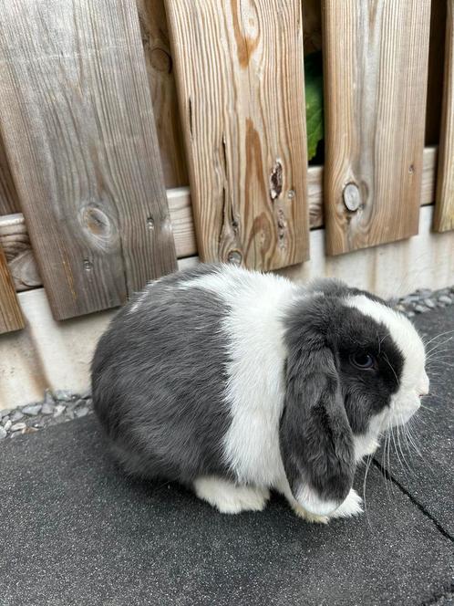 Minilops hangoor voedster blauw bont met blauwe ogen, Dieren en Toebehoren, Konijnen, Vrouwelijk
