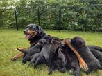 Te koop: LAATSTE TWEE  pup, puppy, puppy's, puppies, puppie, Dieren en Toebehoren, Honden | Niet-rashonden, 6 jaar of ouder, Rabiës (hondsdolheid)
