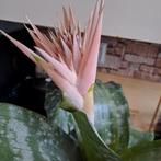 Aechmea chantinii bromelia roze bloem, Ophalen, Overige soorten, Minder dan 100 cm