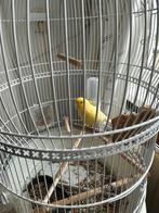 Kanaries 2 (mannetjes), Dieren en Toebehoren, Meerdere dieren, Kleurkanarie