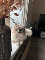 Mooie Ragdoll Dekkater (niet te koop), Dieren en Toebehoren, Katten en Kittens | Raskatten | Langhaar, Gechipt, Kater, 3 tot 5 jaar