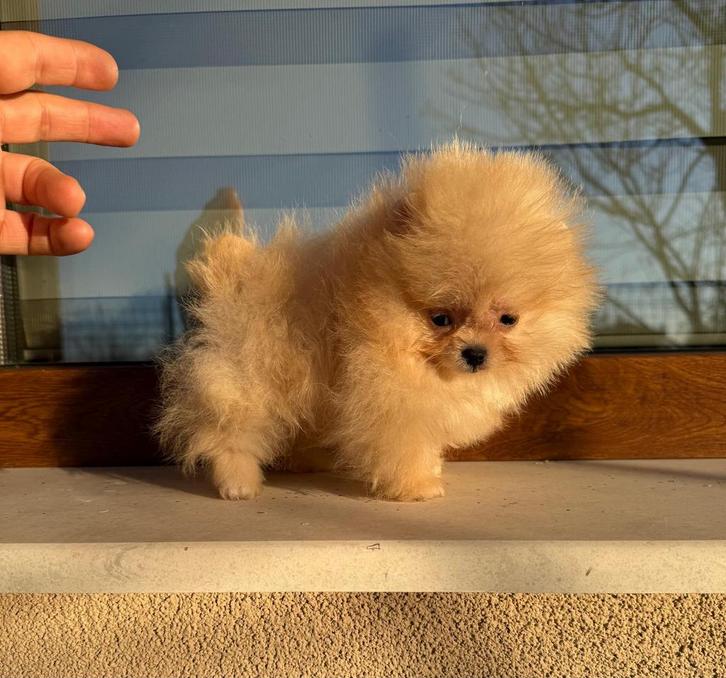 Super mini Pomeriaan, Dieren en Toebehoren, Honden | Poolhonden, Keeshonden en Oertypen, Reu, Overige rassen, Fokker | Professioneel