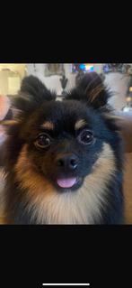 Pomshi te koop ., Dieren en Toebehoren, 1 tot 2 jaar, Eén hond, Nederland, Particulier