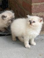 Perzisch langhaar, Dieren en Toebehoren, Poes, 0 tot 2 jaar