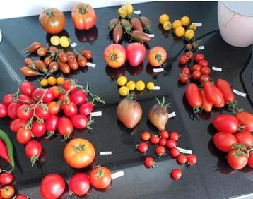 Tomatenzaden diverse soorten beschikbaar voor biedingen
