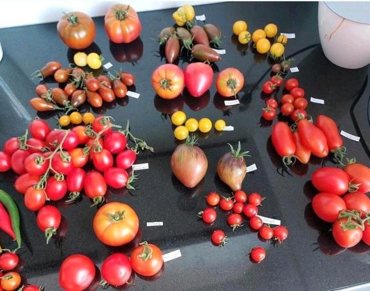 Tomatenzaden diverse soorten, Tuin en Terras, Bloembollen en Zaden, Zaad, Gehele jaar, Volle zon, Ophalen