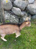 Bokje, Dieren en Toebehoren, Schapen, Geiten en Varkens, Mannelijk, Geit