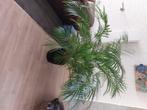 Kamerplant, Huis en Inrichting, Ophalen, 100 tot 150 cm, Overige soorten, In pot