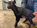 Dwerggeit Black and tan sikje, Dieren en Toebehoren, Schapen, Geiten en Varkens, Vrouwelijk, Geit, 0 tot 2 jaar