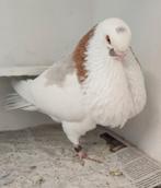 Canaria kroppers, Dieren en Toebehoren, Vogels | Duiven, Meerdere dieren
