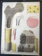 Mooie anatomische Schoolplaat Structuur van de botten, Antiek en Kunst, Natuur en Biologie, Ophalen of Verzenden