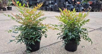 nandina domestica beschikbaar voor biedingen