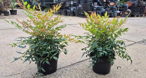 nandina domestica, Tuin en Terras, Planten | Tuinplanten, Vaste plant, Overige soorten, Volle zon, Zomer, Ophalen