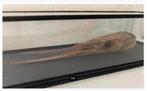 Opgezette vis, Geep, kop, in vitrine kast, 30 x 10 x 6 cm, Verzamelen, Dierenverzamelingen, Ophalen of Verzenden