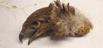 Vogel kop Buizerd, Verzamelen, Dierenverzamelingen, Ophalen of Verzenden, Zo goed als nieuw, Vogel, Beeldje of Figuurtje