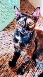 Lieve jonge poes Truffle, Dieren en Toebehoren, Katten en Kittens | Overige Katten, Poes, Kortharig, 0 tot 2 jaar
